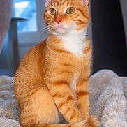Mynö a rejoint le concours — aidez-le/la à gagner de superbes lots ! cat, orange_tabby, pet, feline, indoor, blanket, soft, fur, animal, domestic, cute, sitting, looking, window, light, cozy, whiskers, ears, tail, curious