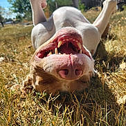 Buddy joined the competition — help win amazing prizes! dog, grass, sunlight, outdoor, happy, smiling, teeth, tongue, canine, playful, nature, summer, sky, blue_sky, trees, yard, animal, pet, closeup, relaxing