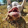 dog, grass, sunlight, outdoor, happy, smiling, teeth, tongue, canine, playful, nature, summer, sky, blue_sky, trees, yard, animal, pet, closeup, relaxing