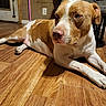 Buddy is registered to the contest to win money with this photo: dog, brown_and_white, lying_down, wooden_floor, indoor, relaxed, pet, canine, flooring, domestic, animal, side_view, calm, mammal, paw, ear, nose, chair, door, home
