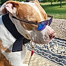 dog, sunglasses, collar, outdoor, park, grass, tree, sunlight, pet, canine, brown_and_white, leash, side_view, sitting, patterned_rug, summer, shade, animal, portrait, relaxed