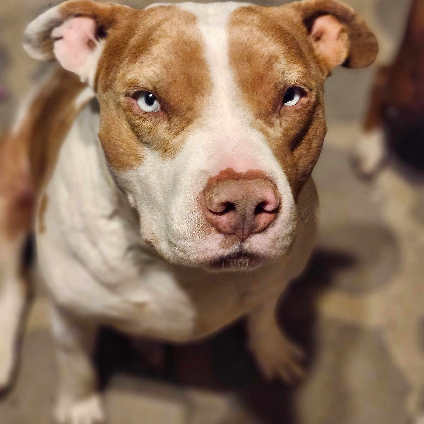 Buddy
