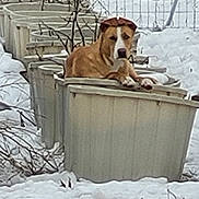 Pickles is registered to the contest to win money with this photo: dog, snow, planter, outdoor, winter, animal, brown_dog, white_snow, relaxed, resting, garden, plant_pot, nature, cold_weather, pet, canine, quiet, daytime, fence, bare_branches