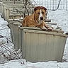 dog, snow, planter, outdoor, winter, animal, brown_dog, white_snow, relaxed, resting, garden, plant_pot, nature, cold_weather, pet, canine, quiet, daytime, fence, bare_branches