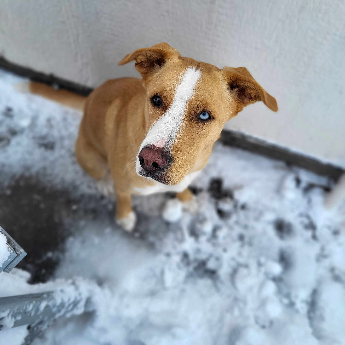Pickles joined the competition — help win amazing prizes! dog, canine, snow, winter, outdoor, heterochromia, blue_eye, brown_eye, fur, pet, animal, curious, looking_up, white_stripe, ears, snout, paw, ground, wall, cold