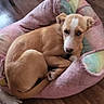 Pickles is registered to the contest to win money with this photo: dog, dog_bed, wooden_floor, indoor, pet, tan_dog, white_markings, curled_up, cozy, relaxed, paw, pastel_colors, bed, canine, looking_up, floor, household, companion_animal, resting, animal