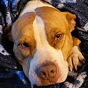 Athena joined the competition — help win amazing prizes! dog, blanket, indoor, brown, white, face, pet, sleepy, cozy, fur, paw, bed, resting, canine, snuggled, comfort, animal, portrait, closeup, warm