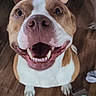 Athena is registered to the contest to win money with this photo: animal, brown_and_white, canine, close_up, dog, ears, face, floor, friendly, fur, happy, indoor, looking_up, mouth, nose, pet, playful, smiling, teeth, tongue