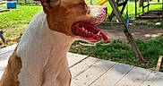 Athena joined the competition — help win amazing prizes! daytime, dog, fence, footwear, grass, happy, legs, outdoor, person, pet, playground, porch, slide, slides, socks, sunlight, swing, tongue_out, tree, wood