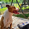 Athena joined the competition — help win amazing prizes! dog, outdoor, porch, wood, person, legs, footwear, slides, socks, playground, swing, slide, grass, tree, fence, sunlight, daytime, tongue_out, happy, pet