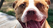 Athena is registered to the contest to win money with this photo: dog, tongue, happy, pet, animal, outdoor, brown, white, closeup, smiling, canine, playful, portrait, muzzle, fur, ears, background, child, blurred, grass