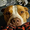 Athena joined the competition — help win amazing prizes! dog, brown_dog, white_markings, close_up, face, nose, pet, indoor, remote_control, fabric, pattern, carpet, clutter, laundry, household, ears, resting, looking, animal, cute