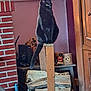 black_cat, wood, firewood, indoor, furniture, decor, post, sitting, pet, animal, tail, wooden_post, stacked_logs, cat_looking, brick_wall, door, figurine, shelf, purple_wall, household_items