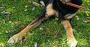 Brandon Verraux a rejoint le concours — aidez-le/la à gagner de superbes lots ! animal, black, canine, chewing, closeup, collar, dog, flower, grass, greenery, nature, outdoor, park, pet, playing, relaxed, stick, summer, sunlight, tan