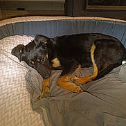 Brandon Verraux a rejoint le concours — aidez-le/la à gagner de superbes lots ! puppy, dog, bed, blanket, resting, indoor, cozy, cushion, black_fur, tan_fur, pet, sleepy, animal, young_dog, fur, cute, domestic_animal, relaxing, canine, comfort