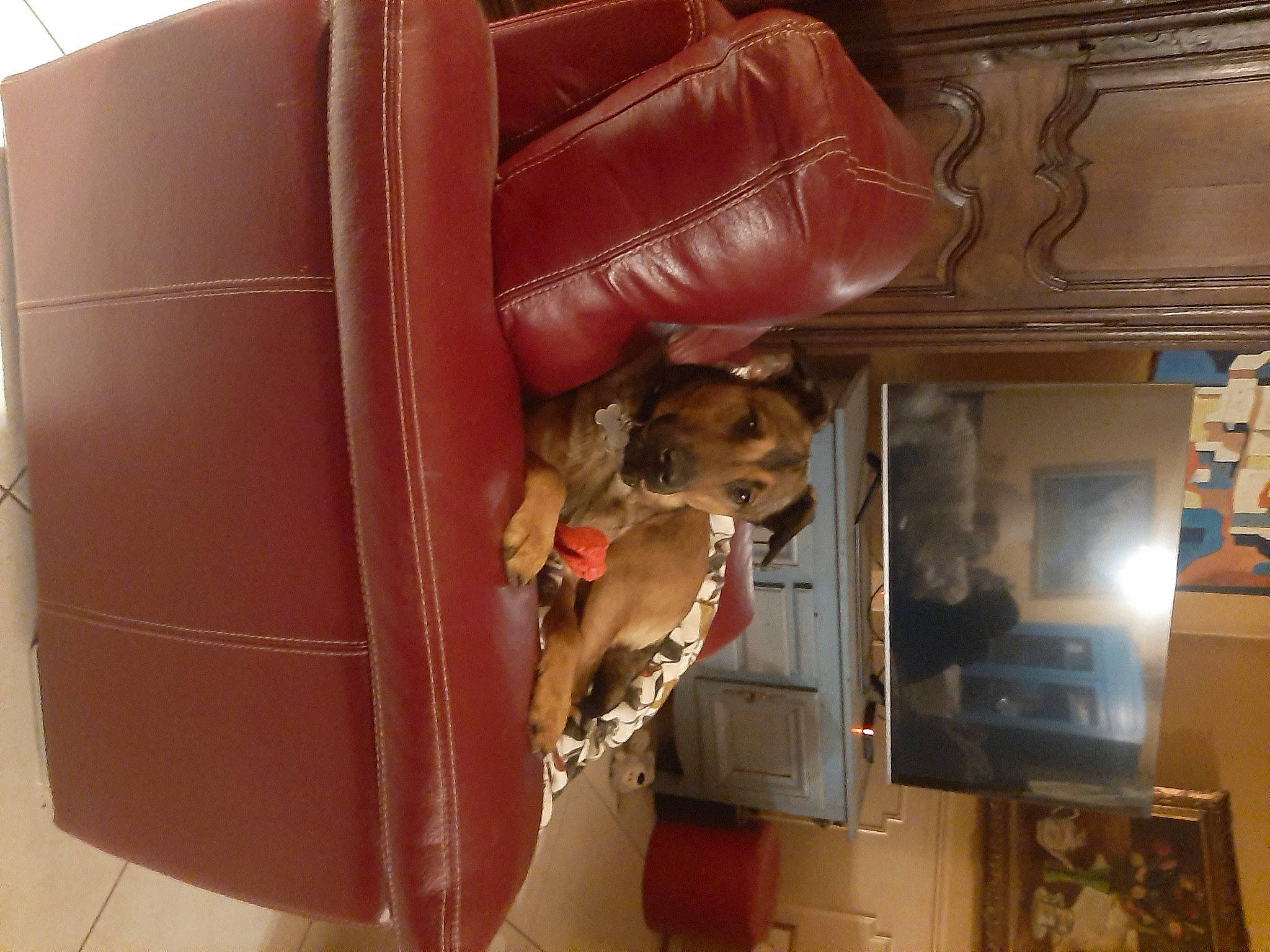 Spike participe au concours pour gagner de l'argent avec cette photo : building, canidae, carnivore, classic, comfort, companion_dog, dog, dog_breed, fawn, flooring, fur, leather, machine, magenta, peach, room, sporting_group, wood, working_animal