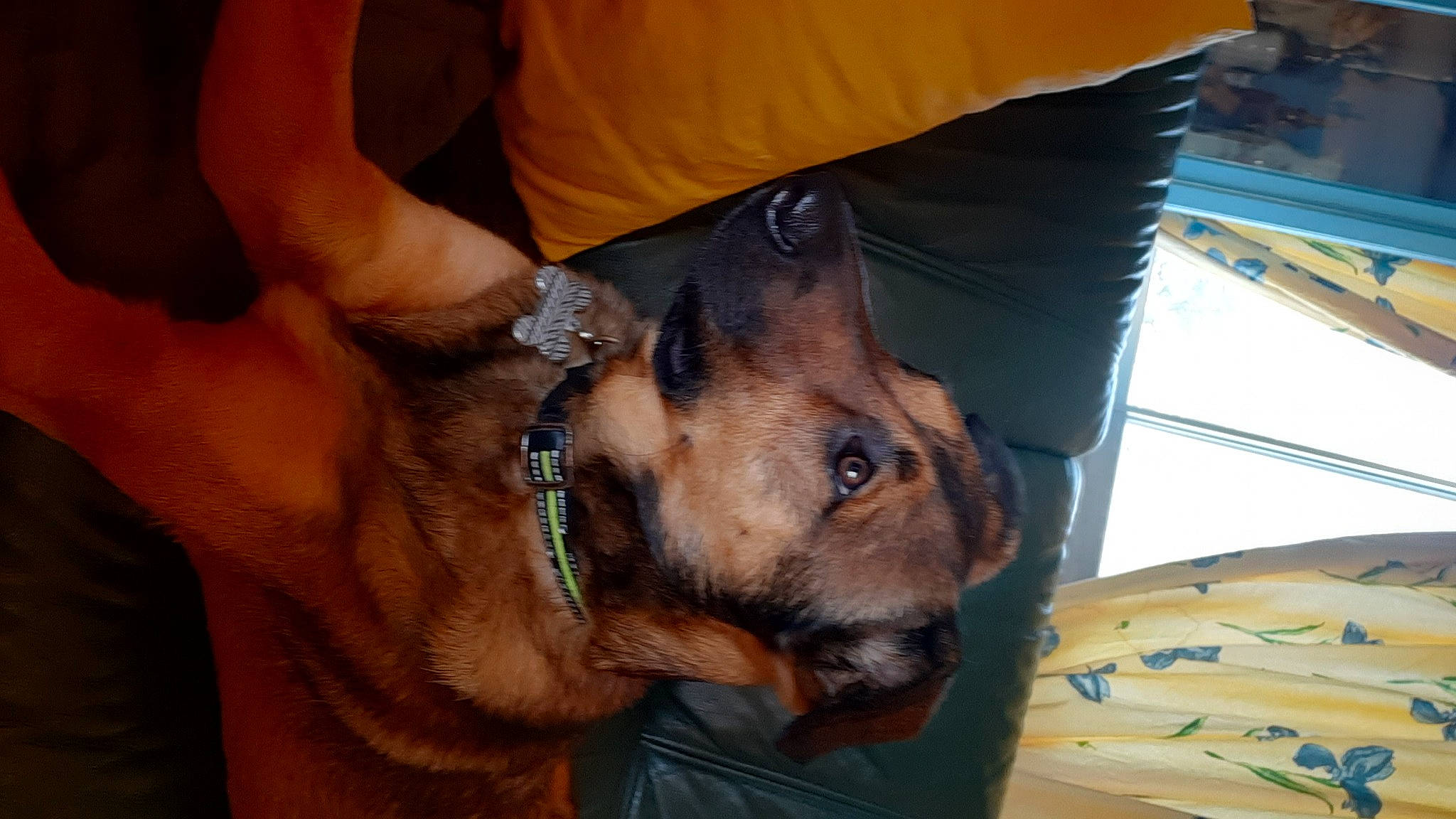 Spike a rejoint le concours — aidez-le/la à gagner de superbes lots ! canidae, carnivore, collar, companion_dog, dog, dog_breed, ear, elbow, fawn, fur, guard_dog, human_leg, jaw, paw, snout, sporting_group, whiskers, working_animal, working_dog, wrist