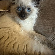 Pandora is registered to the contest to win money with this photo: angora, animal, art, cat, collage, computer, computerhardware, couch, electronics, furniture, hardware, kitten, laptop, manx, monitor, pc, pet, screen, siamese