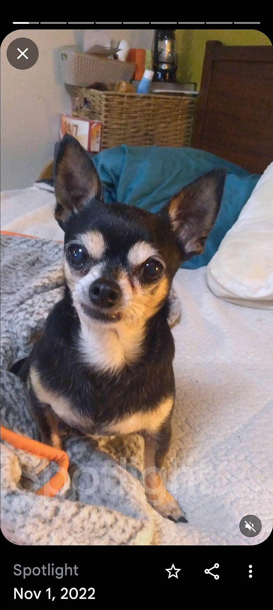 Bandit joined the competition — help win amazing prizes! canidae, carnivore, chihuahua, companion_dog, corgi_chihuahua, dog, dog_breed, dog_supply, ear, fawn, fur, head, pillow, russkiy_toy, snout, sporting_group, terrestrial_animal, toy_dog, whiskers, working_animal