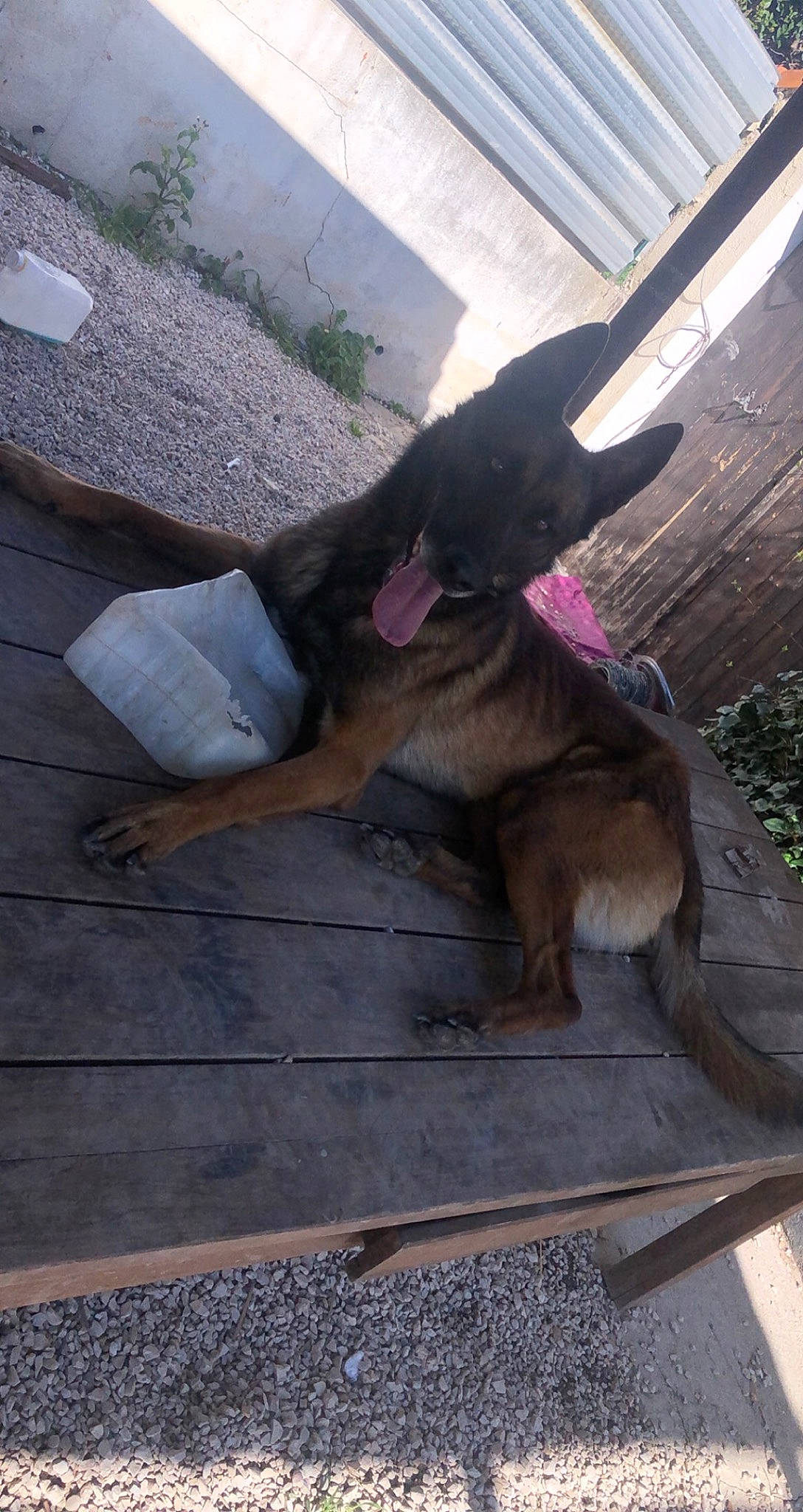 Ross participe au concours pour gagner de l'argent avec cette photo : canidae, carnivore, dog, dog_breed, fawn, german_shepherd_dog