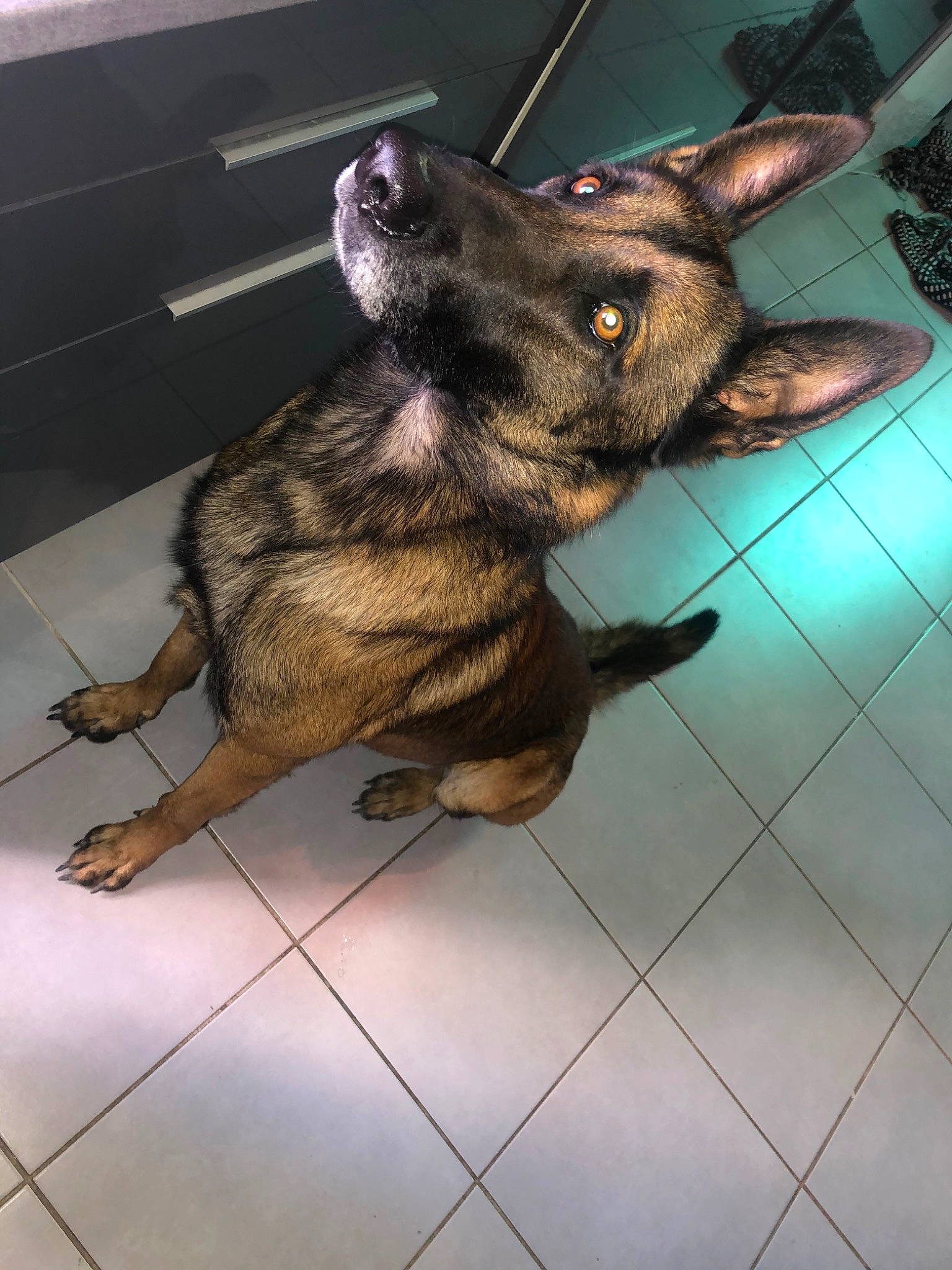 Ross participe au concours pour gagner de l'argent avec cette photo : canidae, carnivore, cat, dog, dog_breed, dutch_shepherd_dog, fawn, floor, formosan_mountain_dog, kai_ken, mammal, snout, sporting_group, street_dog, vertebrate, whiskers