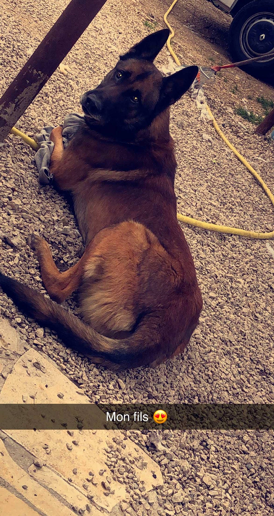 Ross participe au concours pour gagner de l'argent avec cette photo : belgian_shepherd_malinois, canidae, carnivore, dog, dog_breed, fawn, formosan_mountain_dog, german_shepherd_dog, snout, street_dog