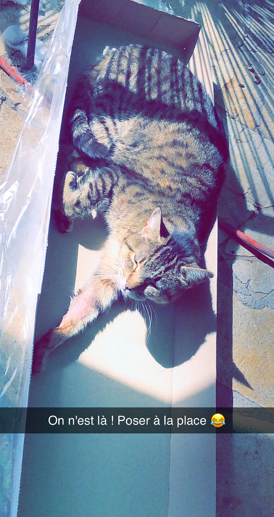 Ma Biche participe au concours pour gagner de l'argent avec cette photo : cat, felidae, fur, kitten, organism, photo_caption, photography, small_to_medium_sized_cats, snapshot, whiskers