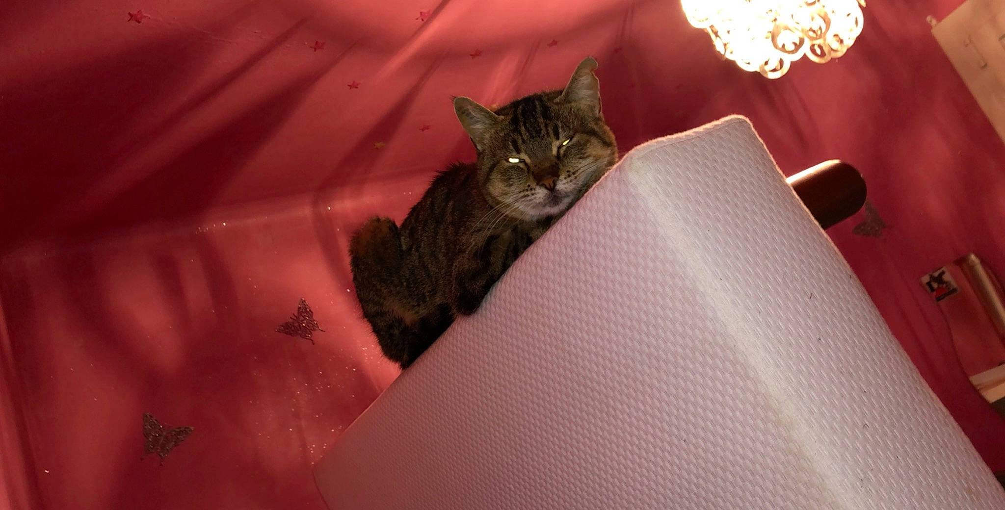 Ma Biche participe au concours pour gagner de l'argent avec cette photo : asian, carnivore, cat, domestic_short_haired_cat, european_shorthair, felidae, fur, kitten, norwegian_forest_cat, pink, small_to_medium_sized_cats, tabby_cat, whiskers