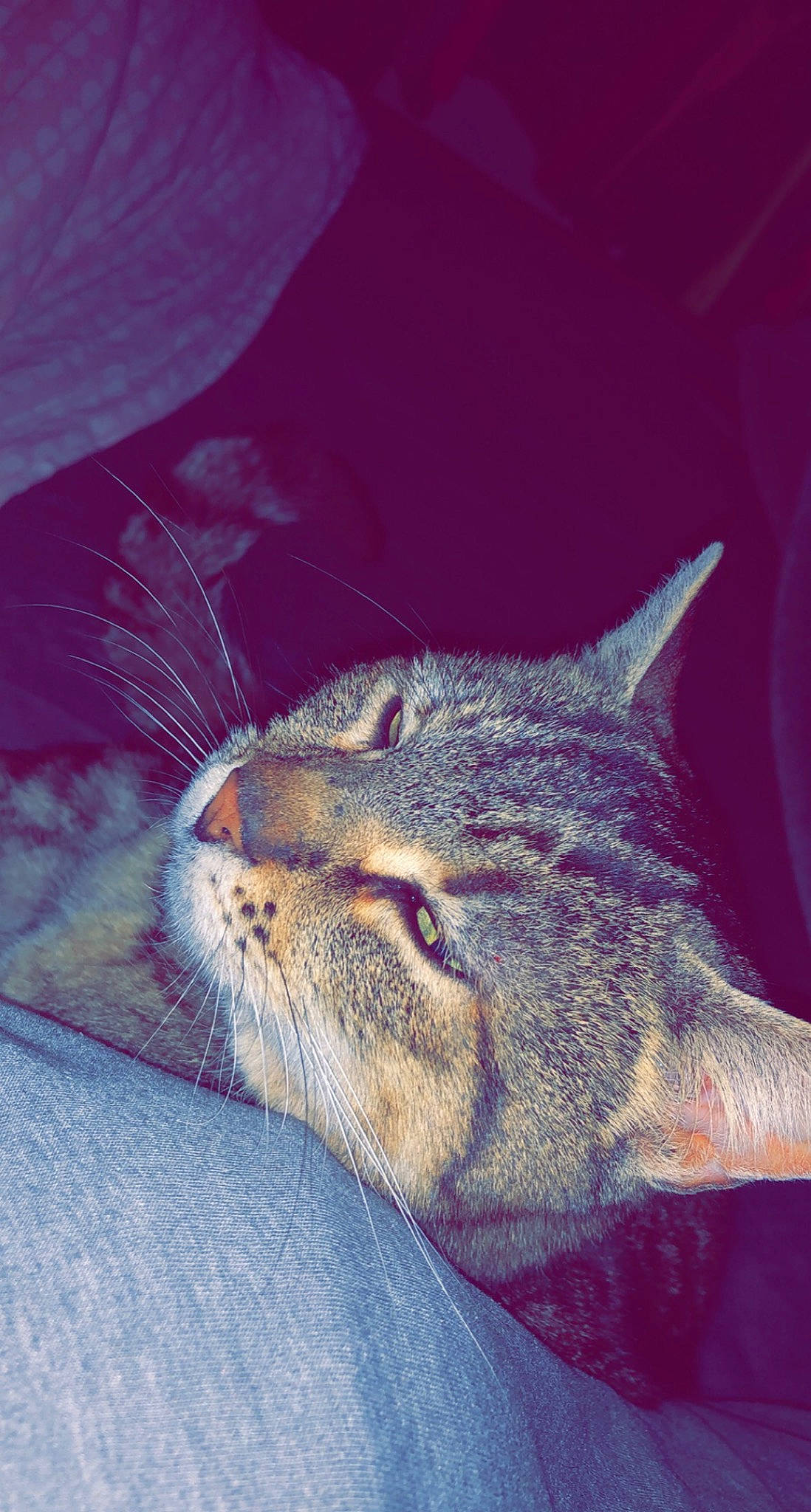 Ma Biche a rejoint le concours — aidez-le/la à gagner de superbes lots ! aegean_cat, american_wirehair, asian, british_shorthair, california_spangled, carnivore, cat, chausie, close_up, domestic_short_haired_cat, european_shorthair, felidae, kitten, ocicat, pixie_bob, small_to_medium_sized_cats, snout, tabby_cat, whiskers, wild_cat