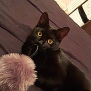 Tchalla participe au concours pour gagner de l'argent avec cette photo : black_cat, cat, pet, animal, feline, bed, blanket, toy, pom_pom, playful, paw, indoor, curious, looking, yellow_eyes, fur, whiskers, relaxed, cute, domestic