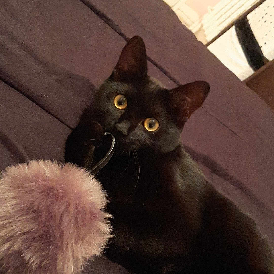 Tchalla participe au concours pour gagner de l'argent avec cette photo : animal, bed, black_cat, blanket, cat, curious, cute, domestic, feline, fur, indoor, looking, paw, pet, playful, pom_pom, relaxed, toy, whiskers, yellow_eyes