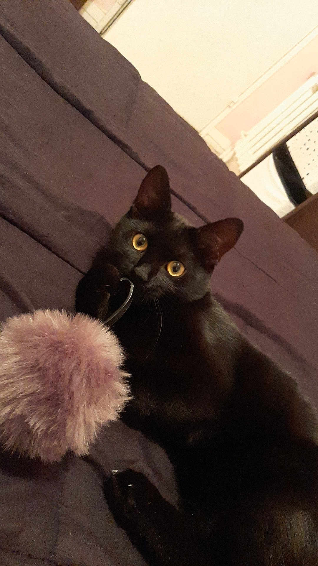 Tchalla participe au concours pour gagner de l'argent avec cette photo : black_cat, cat, pet, animal, feline, bed, blanket, toy, pom_pom, playful, paw, indoor, curious, looking, yellow_eyes, fur, whiskers, relaxed, cute, domestic