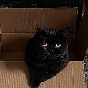 Ferdinand is registered to the contest to win money with this photo: black_cat, cat, cardboard_box, indoor, pet, animal, feline, amber_eyes, fur, relaxed, domestic_cat, box, floor, rug, home, cozy, whiskers, looking_up, shadow, quiet