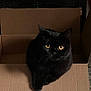 black_cat, cat, cardboard_box, indoor, pet, animal, feline, amber_eyes, fur, relaxed, domestic_cat, box, floor, rug, home, cozy, whiskers, looking_up, shadow, quiet