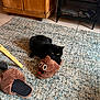 Ferdinand is registered to the contest to win money with this photo: black_cat, cat, plush_slipper, poop_emoji, carpet, indoor, furniture, hairbrush, wooden_cabinet, metal_shelf, tile_floor, pet, animal, cozy, home_interior, playful, paw, floor, cute, slipper