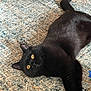 Ferdinand is registered to the contest to win money with this photo: black_cat, cat, pet, animal, indoor, lying_down, yellow_eyes, fur, whiskers, tail, carpet, floor, curious, relaxed, cute, domestic_cat, mammal, close_up, texture, resting