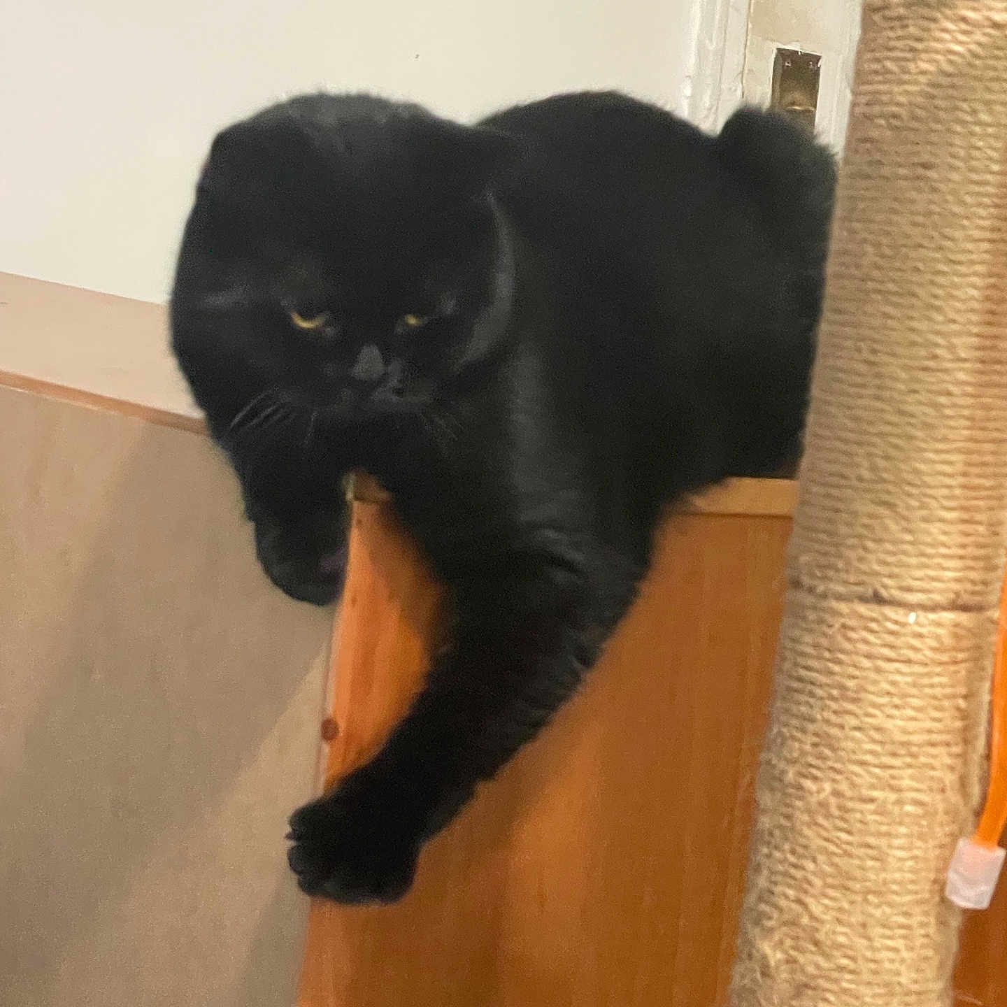 Ferdinand is registered to the contest to win money with this photo: animal, black_cat, cat, claw, cute, dangle, domestic_cat, feline, fur, home, indoor, lazy, mammal, paw, pet, relaxed, resting, scratching_post, whiskers, wooden_surface