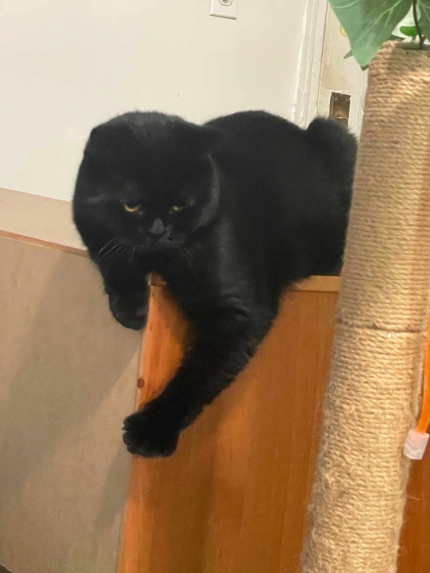 Ferdinand is registered to the contest to win money with this photo: black_cat, cat, feline, paw, wooden_surface, scratching_post, indoor, pet, relaxed, animal, domestic_cat, fur, claw, whiskers, dangle, lazy, home, cute, mammal, resting
