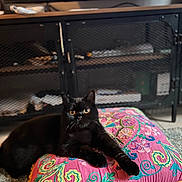 Ferdinand is registered to the contest to win money with this photo: alert, animal, black_cat, cabinet, carpet, cat, colorful, cushion, cute, embroidery, feline, furniture, home, indoor, pet, pink, relaxed, resting, television, yellow_tassels