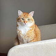 Kirby joined the competition — help win amazing prizes! animal, calm, cat, couch, cute, domestic_cat, ears, feline, fur, furniture, household, indoor, looking_at_camera, mammal, orange_tabby, pet, portrait, sitting, whiskers, white_chest