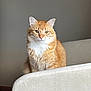 animal, calm, cat, couch, cute, domestic_cat, ears, feline, fur, furniture, household, indoor, looking_at_camera, mammal, orange_tabby, pet, portrait, sitting, whiskers, white_chest