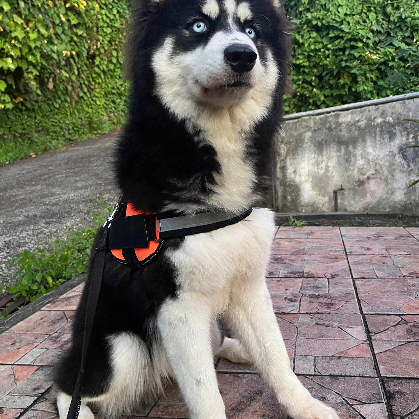 Blue a rejoint le concours — aidez-le/la à gagner de superbes lots ! accessories, animal, canine, dog, eskimodog, flagstone, herbal, herbs, husky, nature, outdoors, path, pet, puppy, rock, sidewalk, slate, strap, walkway, whitedog