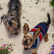 Paddy Poo joined the competition — help win amazing prizes! dog, small_dog, pet, outdoor, sandy_ground, flowers, striped_sweater, curious, looking_up, fur, ears, tail, grass, nature, cute, animal, mammal, companion, playful, adorable