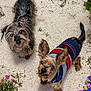 dog, small_dog, pet, outdoor, sandy_ground, flowers, striped_sweater, curious, looking_up, fur, ears, tail, grass, nature, cute, animal, mammal, companion, playful, adorable