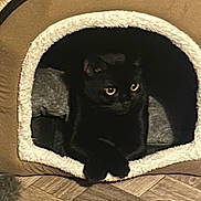 Star is registered to the contest to win money with this photo: animal, black_cat, cat, cozy, curious, cute, domestic_cat, eyes, feline, fur, home, house_pet, indoor, mammal, paws, pet_cave, relaxed, resting, small_animal, wooden_floor