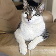 Hugo joined the competition — help win amazing prizes! cat, tabby, white_fur, pet, animal, indoor, sofa, leather, relaxed, paws, closeup, mammal, cute, domestic_cat, whiskers, fur, portrait, resting, calm, household