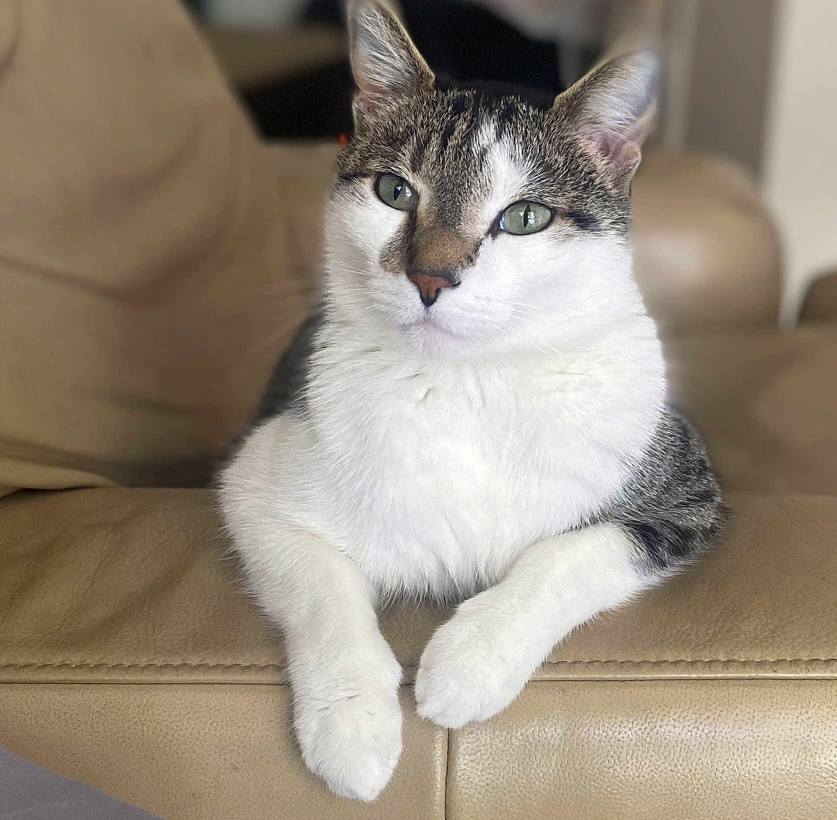 Hugo joined the competition — help win amazing prizes! cat, tabby, white_fur, pet, animal, indoor, sofa, leather, relaxed, paws, closeup, mammal, cute, domestic_cat, whiskers, fur, portrait, resting, calm, household