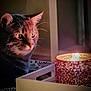 cat, candle, light, glow, curious, indoor, table, pattern, warm, feline, whiskers, face, focus, shadow, decorative, cozy, closeup, animal, pet, softlighting
