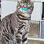cat, tabby_cat, indoor, pet, green_eyes, fur, whiskers, sitting, curious, nose_sticker, furniture, shelving_unit, decor, floor, houseplant, closeup, portrait, striped_fur, domestic_animal, cute
