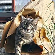 Titou participe au concours pour gagner de l'argent avec cette photo : cat, gray_tabby, green_eyes, paper_bag, curious, emerging, outdoor, concrete, fence, netting, sunlight, shadow, pet, animal, whiskers, paw, closeup, texture, daylight, playful